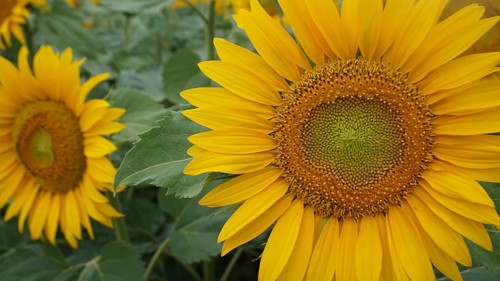 Sunflowers (helianthus annuus) in full bloom with clearly visible details of the petals, Austria