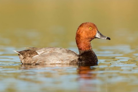 Redhead (Aythya americana) male, British Columbia, Canada
