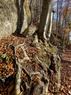 Tree roots, autumn atmosphere at Hechtsee lake near Kufstein, Tyrol, Austria