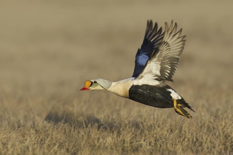 King Eider (Somateria spectabilis) male flying, Alaska, USA