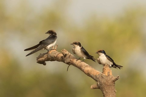 Wire-tailed Swallow (Hirundo smithii), Gambia