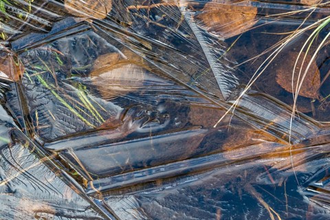 Abstract ice structures, leaves and reeds, Norrbotten, Lapland, Sweden, September 2024