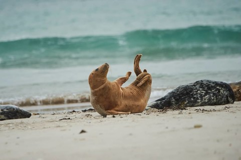 Grey seal (Halichoerus grypus) lying on the beach, Düne, Helgoland, Schleswig-Holstein, Germany