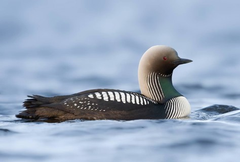 Pacific Loon (Gavia pacifica), Alaska, USA