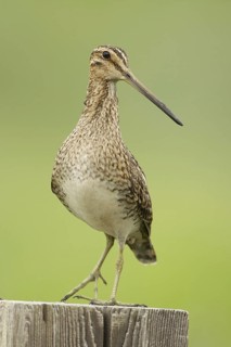 Common Snipe (Gallinago gallinago), Iceland