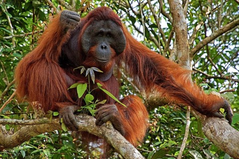 Indonesia - Borneo - Orangutan