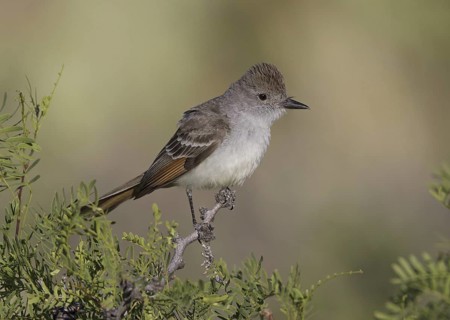 Ash-throated Flycatcher (Myiarchus cinerascens), New Mexico, USA