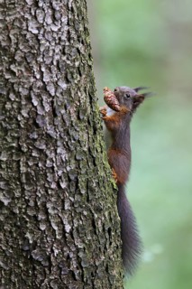 Eichhörnchen (Sciurus vulgaris) klettert an Baumstamm mit Tannzapfen im Maul, Bayern, Deutschland