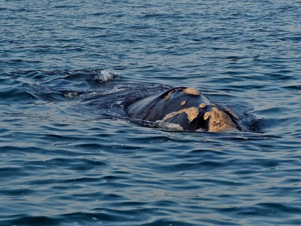 Southern right whale (Eubalaena australis)