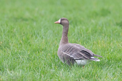White-fronted goose (Anser albifrons), standing in a meadow in the wintering area, wildlife,