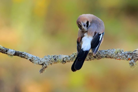 Eurasian Jay (Garrulus glandarius) preening, Andalusia, Spain