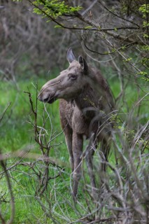 Moose (Alces alces) cow with trees and green grass around