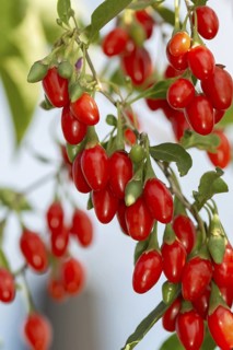 Goji berry (Lycium barbarum SWEET LIFEBERRY ®), Germany