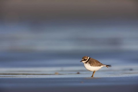 Common Ringed Plover (Charadrius hiaticula), Schleswig-Holstein, Germany