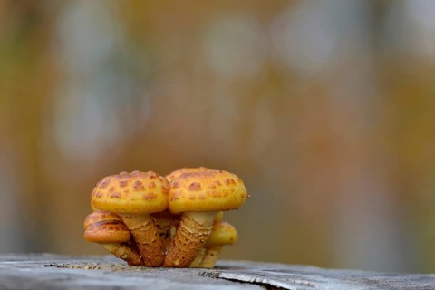 Goldfell-Schüppling (Pholiota aurivella) in autumn forest, Arnsberg Forest nature park Park, North
