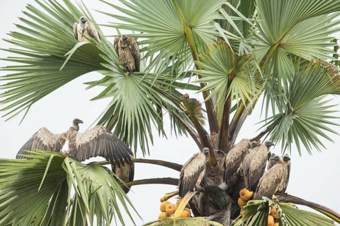 White-backed Vulture (Gyps africanus), Uganda