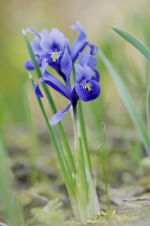 Net-leaved iris or net iris (Iridodyctium reticulata, Iridodictyum reticulatum), flower, ornamental