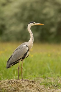 Grey Heron (Ardea cinerea), Serbia