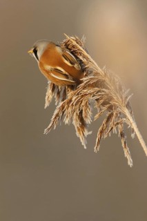 Bearded Reedling (Panurus biarmicus) male, Utrecht, Netherlands