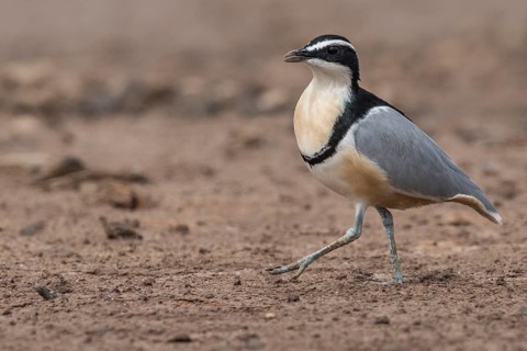 Egyptian Plover (Pluvianus aegyptius), Gambia