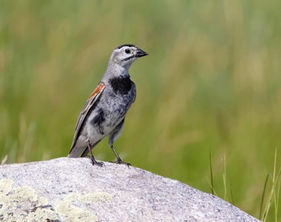 A male McCown's Longspur, Rhynchophanes mccownii, perched on a rock at Grasslands National Park,