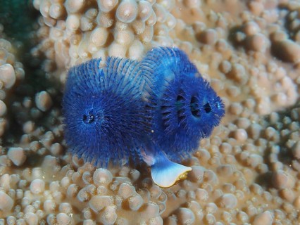 Christmas tree worm (Spirobranchus giganteus)