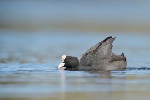Eurasian Coot (Fulica atra), North Rhine-Westphalia, Germany