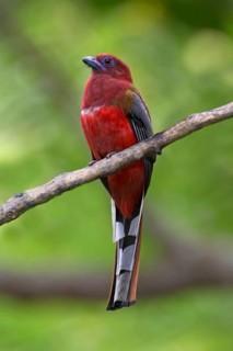 Red-headed Trogon (Harpactes erythrocephalus) male perched on a branch, Pahang, Malaysia