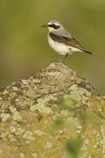 Northern Wheatear (Oenanthe oenanthe) male, Rhineland-Palatinate, Germany