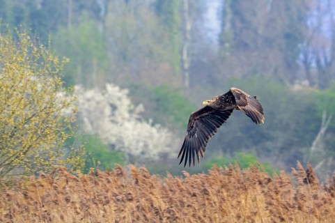 Young white-tailed eagle, Eurasian sea eagle, erne (Haliaeetus albicilla) immature flying over reed