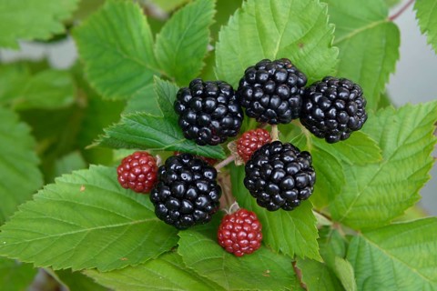 Spikeless blackberry (Rubus fruticosus 'Asterina'),  Germany