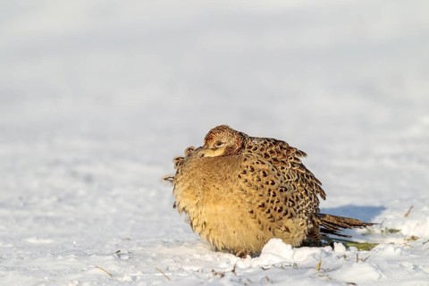A pheasant hen (Phasianus colchicus) rests in the snow and enjoys the warming winter sun, winter,