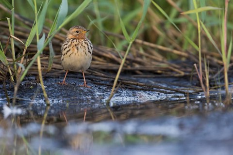 Red-throated Pipit - Rotkehlpieper - Anthus cervinus, Russia