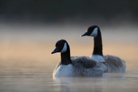 Canada Goose (Branta canadensis), North Rhine-Westphalia, Germany