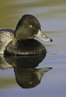 Lesser Scaup (Aythya affinis) male, Arizona, USA