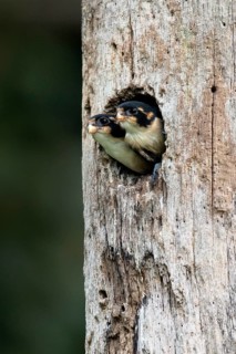 Black-thighed Falconet (Microhierax fringillarius) juveniles peering out from nesting hole,