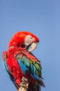 One scarlet macaw (Ara macao) sitting on a branch with a blue sky in the background. Bright