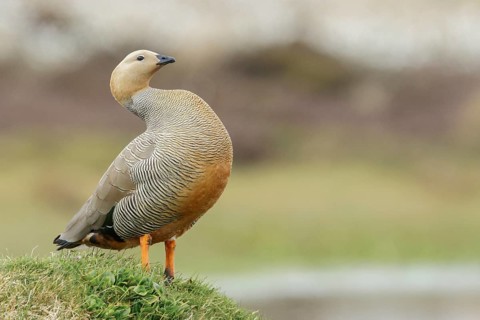 Ruddy-headed Goose (Chloephaga rubidiceps) feeding along the shoreline in the Falkland Islands