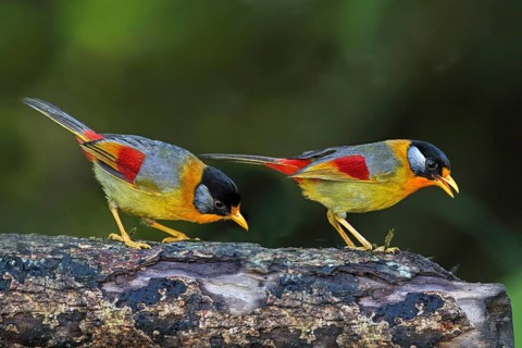 Silver-eared Mesia (Leiothrix argentauris) pair, Malaysia