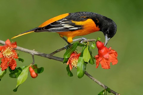 Baltimore Oriole (Icterus galbula) male, Texas, USA