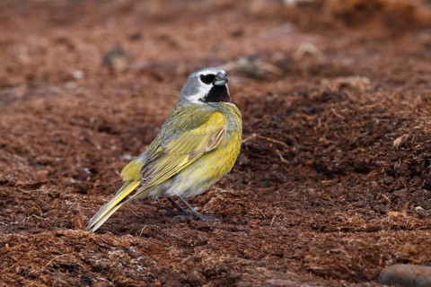 White-bridled Finch (Melanodera melanodera) male, Falkland Islands
