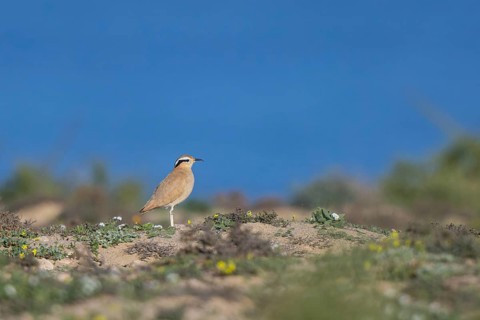 Cream-colored Courser (Cursorius cursor) perched on the ground, Fuerteventura, Spain