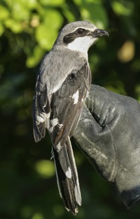 Southern Grey Shrike (Lanius meridionalis) ringing, Valencia, Spain