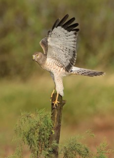 Northern Harrier (Circus hudsonius) perched on a stump, Texas, USA