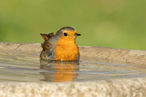European robin (Erithacus rubecula) adult bird bathing in water in a garden bird bath, Suffolk,
