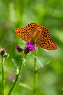 Silver-washed fritillary (Argynnis paphia), adult butterfly feeding on a thistle flowers, Hesse,