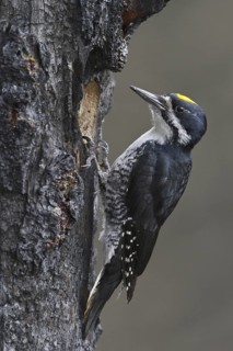 Black-backed Woodpecker (Picoides arcticus) male, Manitoba, Canada