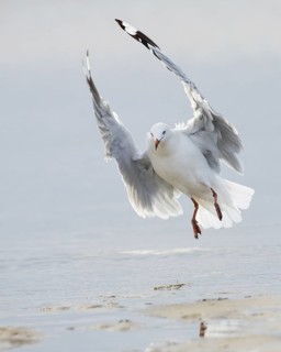 Silver Gull (Chroicocephalus novaehollandiae) flying, Victoria, Australia
