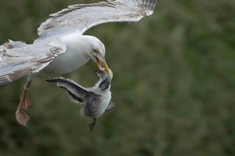 Herring gull (Larus argentatus) adult seagull bird with a Kittiwake (Rissa tridactyla) juvenile