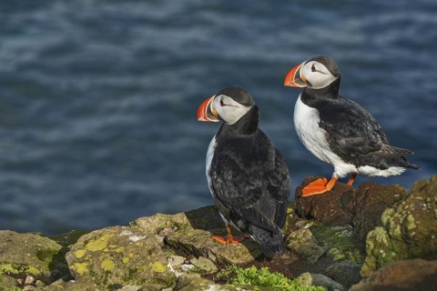 Atlantic Puffin (Fratercula arctica) on cliff, Iceland
